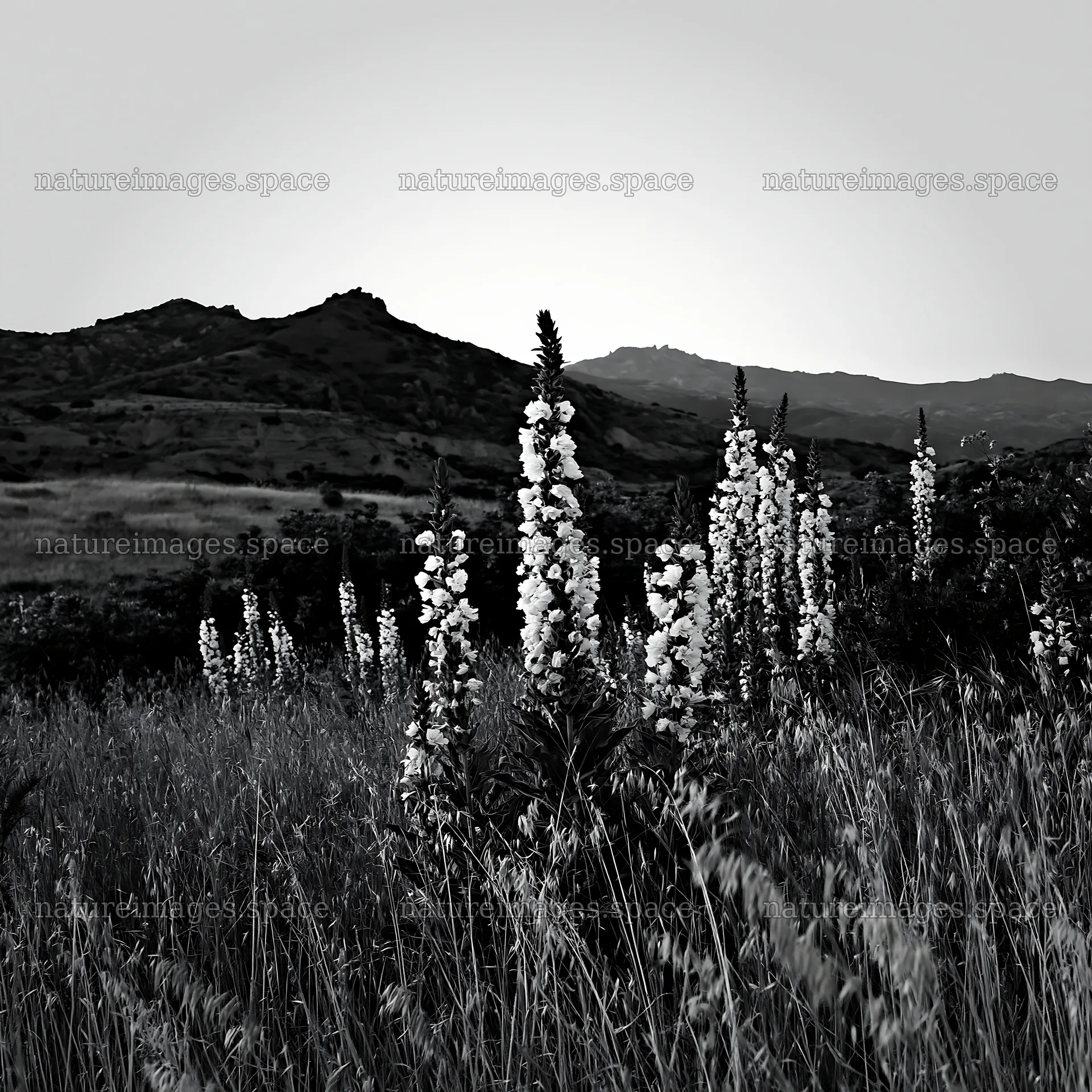 Night-blooming meadow with flowers and mountains in the background – nature images 7938x7938