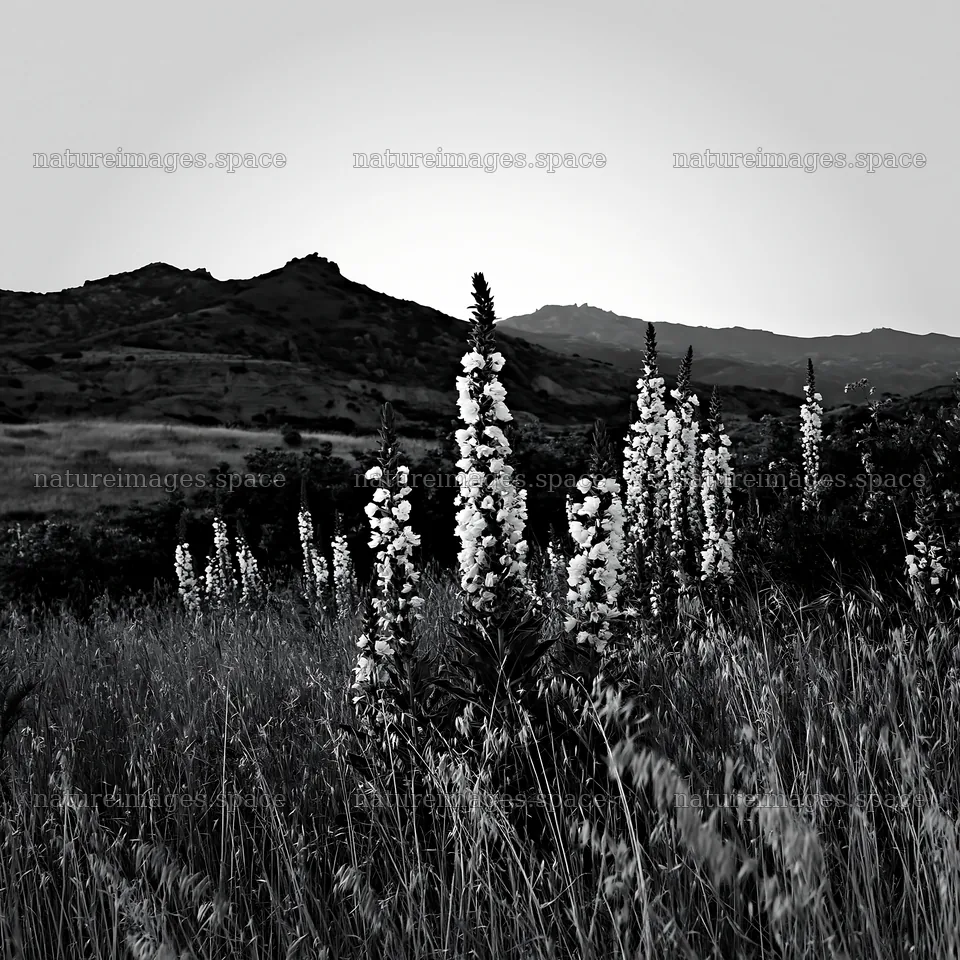 Night-blooming meadow with flowers and mountains in the background – nature images 7938x7938