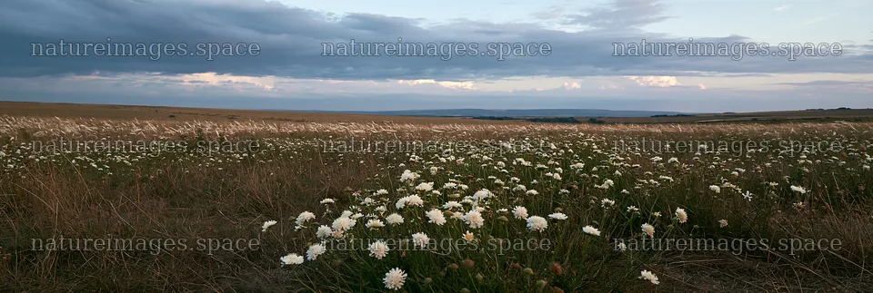 Cloudy sky over a dry flower meadow at dusk – nature images 13690x4602