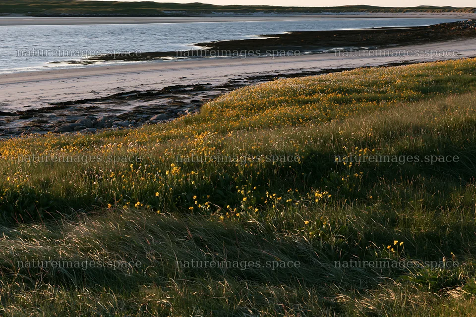 Coastal meadow with yellow flowers near the water's edge – nature images 9722x6480