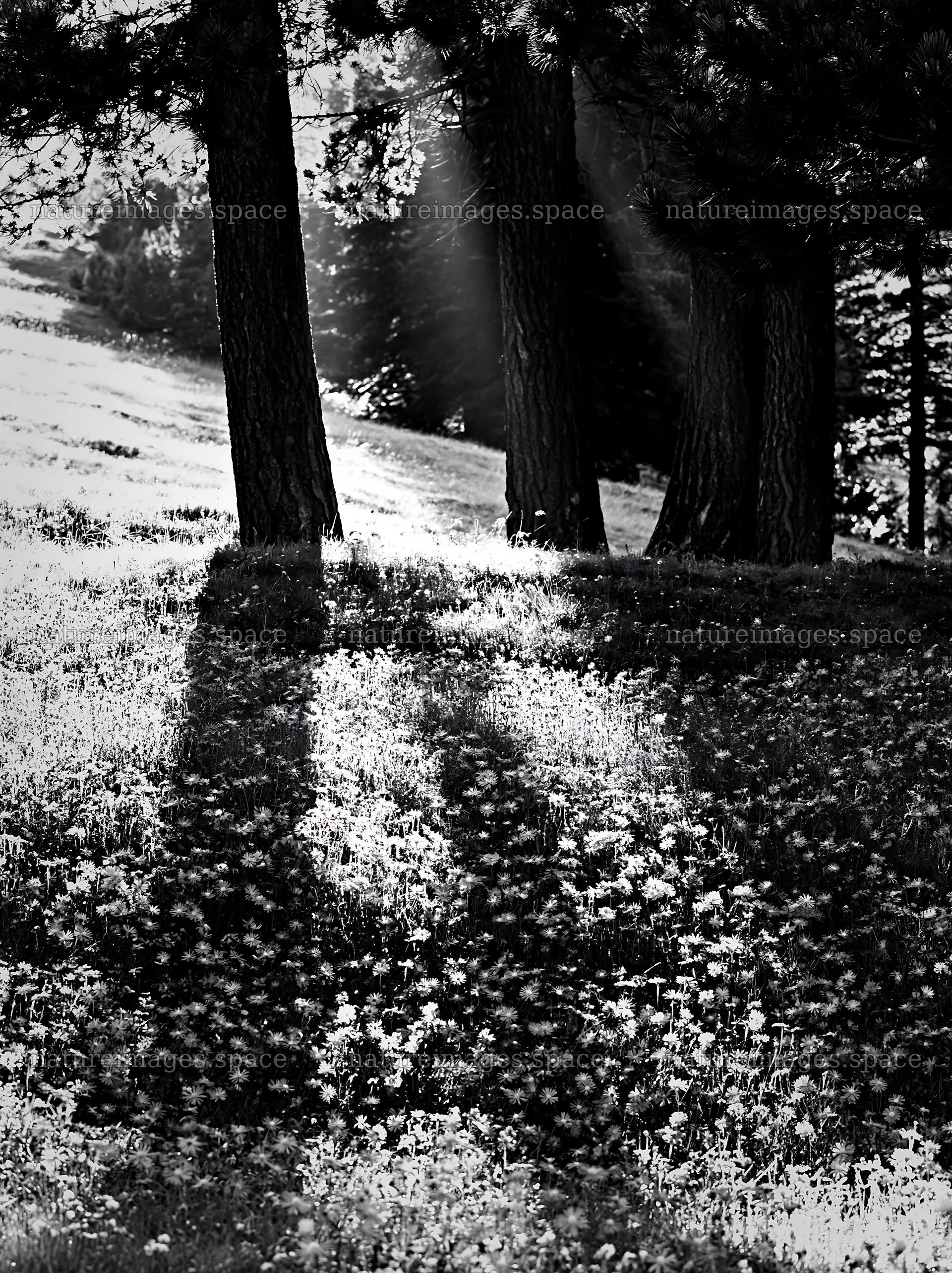 Sunlight streams through trees in Alpe di Siusi meadow – nature images 6866x9174