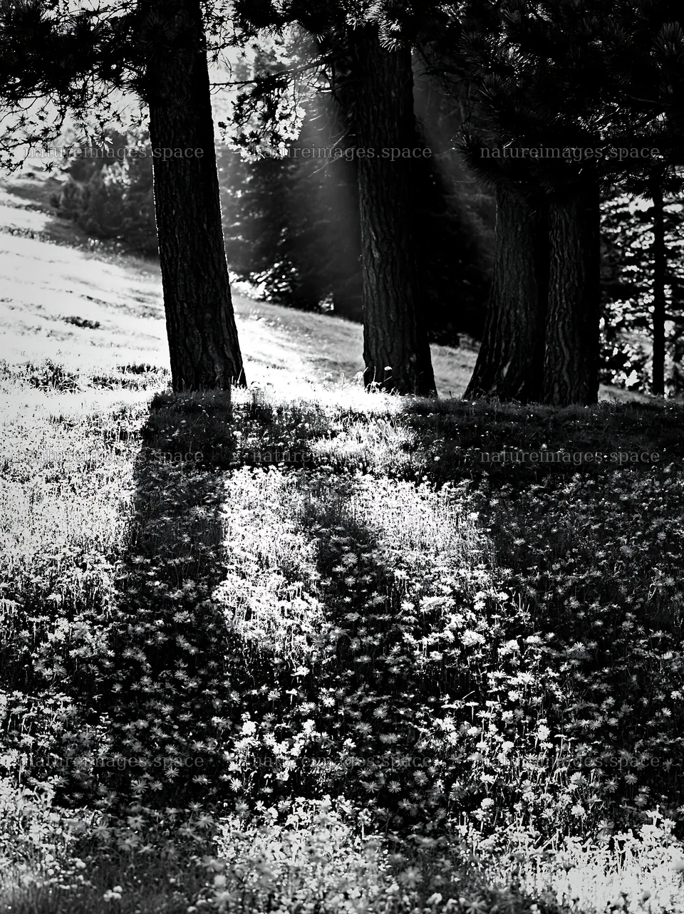Sunlight streams through trees in Alpe di Siusi meadow – nature images 6866x9174