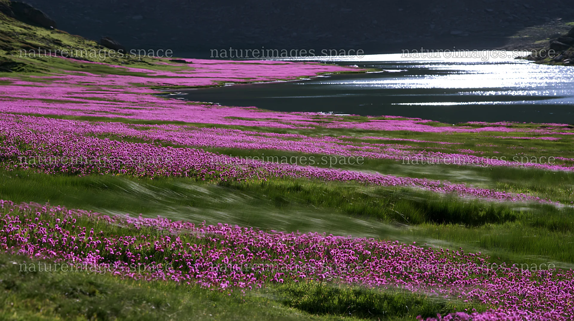 Swiss meadow beside alpine lake with blooming flowers – nature images 10608x5938