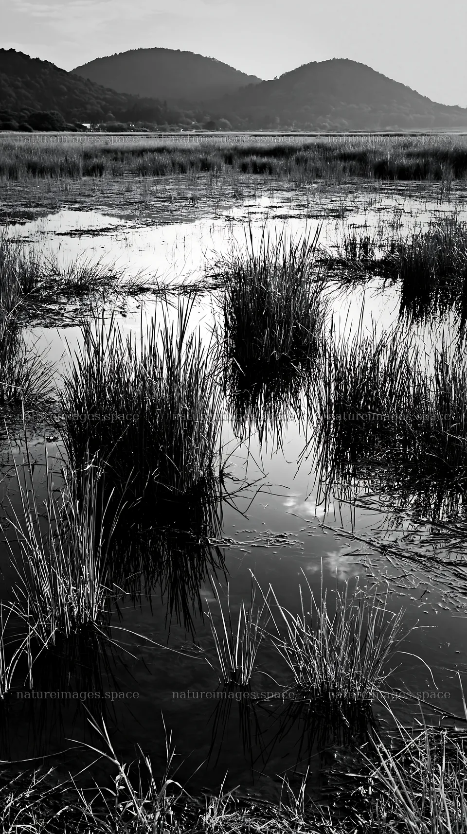 Shiga wetland meadow climate adaptation reeds grow in water – nature images 5938x10608