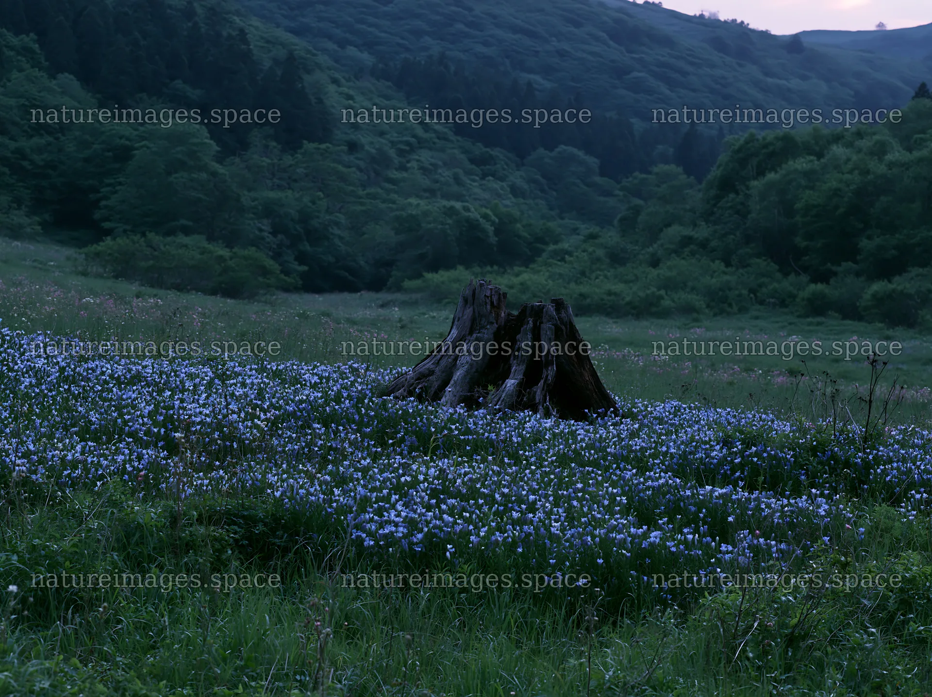 Fukushima native meadow with weathered stump – nature images 9174x6866