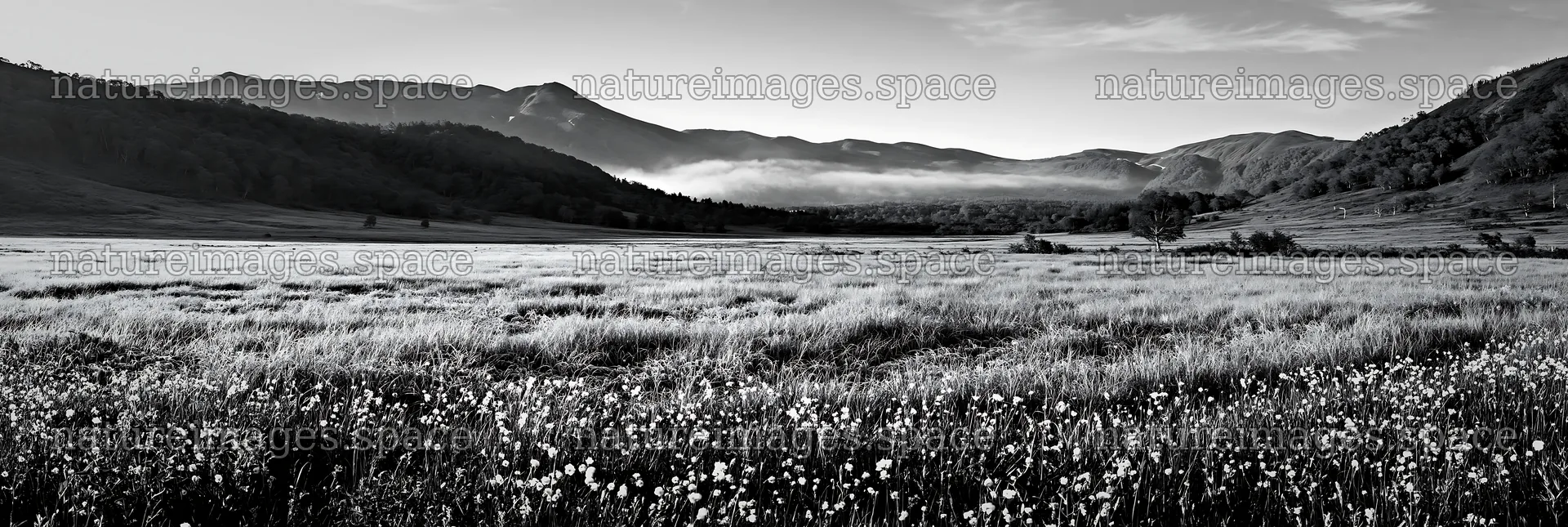 Biodiverse Nagano silver grass meadow dew in morning light – nature images 13690x4602