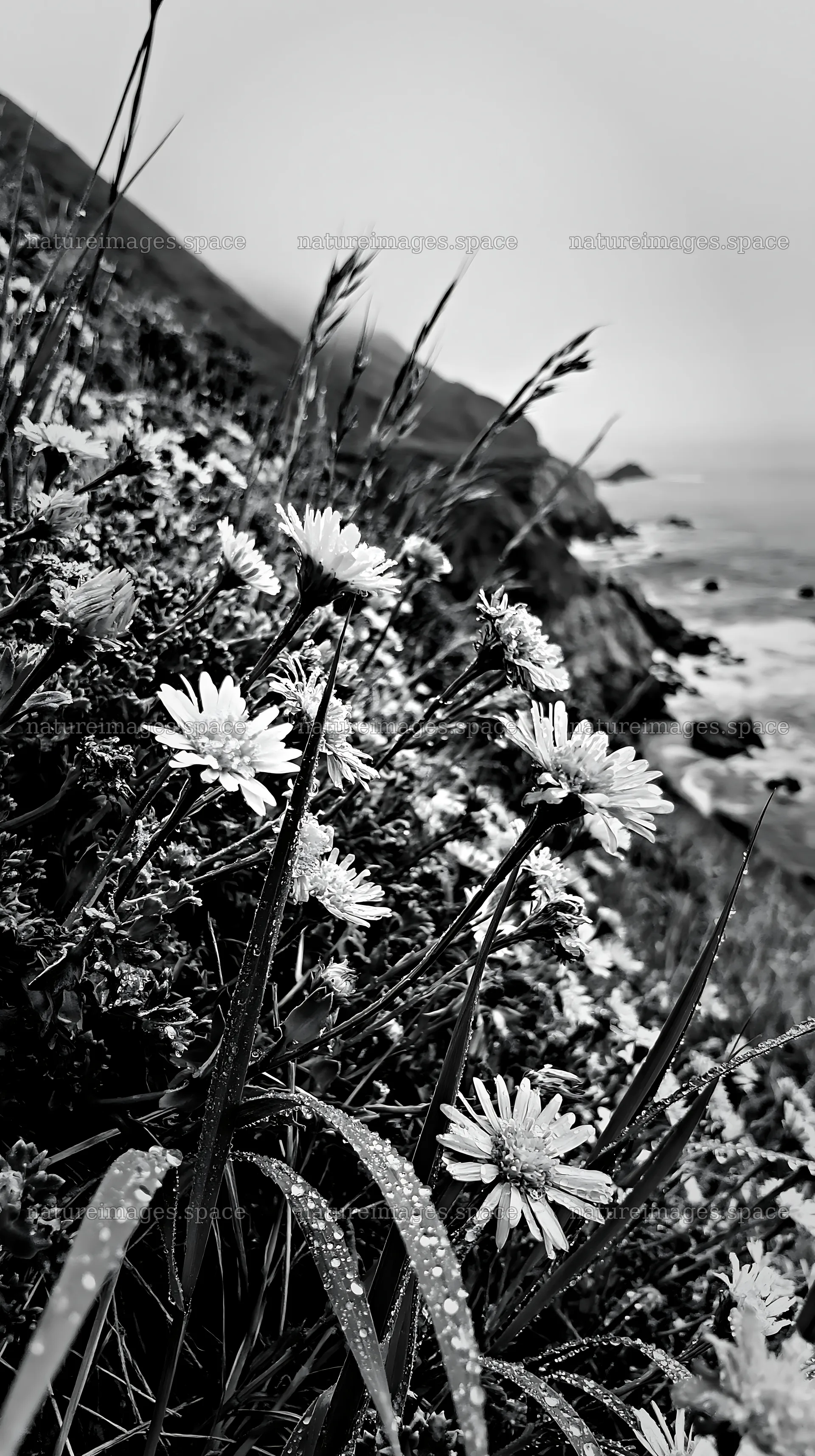 Frosty coastal meadow with flowers near ocean waves – nature images 5938x10608