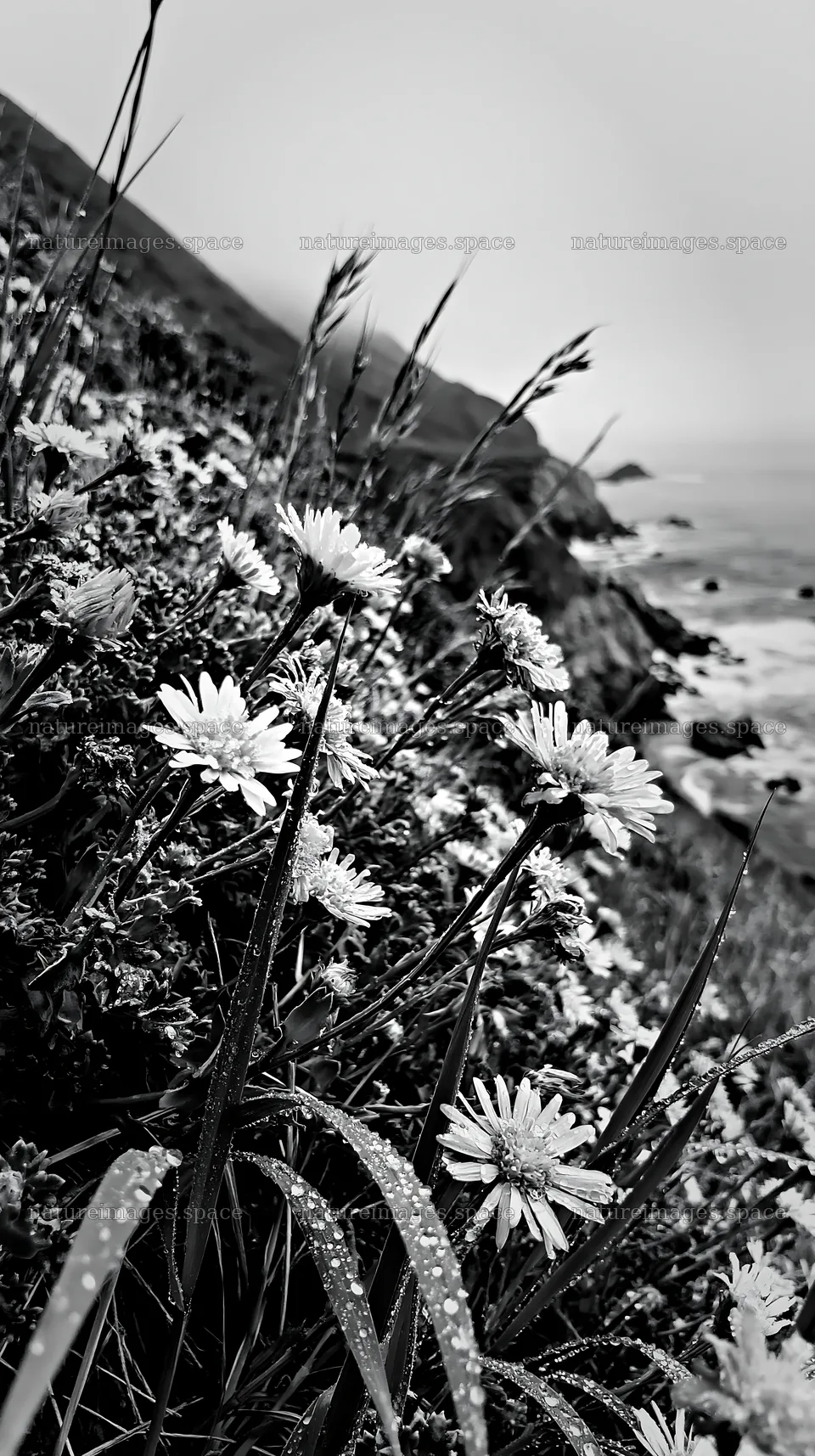 Frosty coastal meadow with flowers near ocean waves – nature images 5938x10608