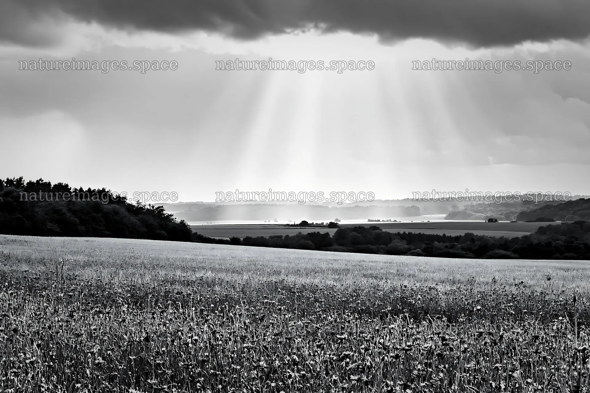Cornflower meadow website header image with sunlight and clouds – nature images 9722x6480