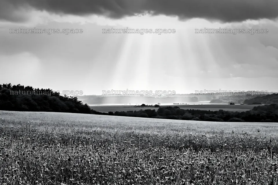 Cornflower meadow website header image with sunlight and clouds – nature images 9722x6480