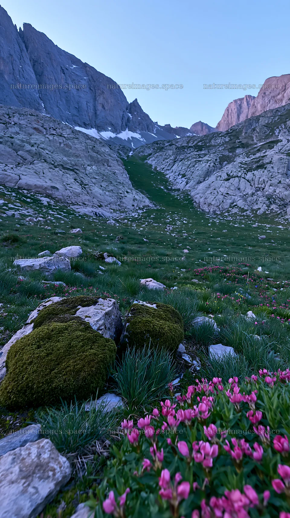 Colorful meadow with flowers and stones under a mountain – nature images 5938x10608