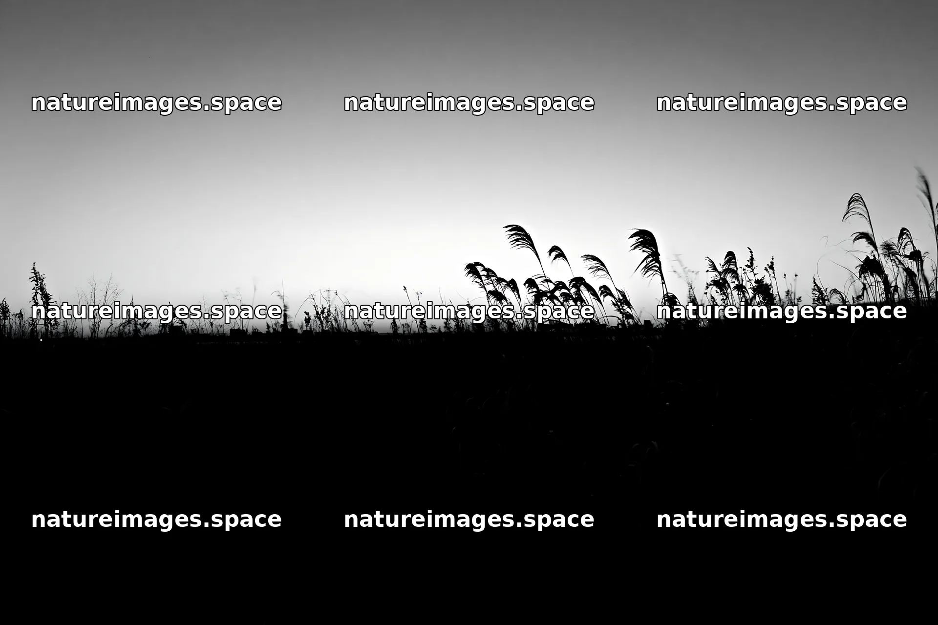 Tokyo urban biodiversity meadow with seedheads at sunset – nature images 9722x6480