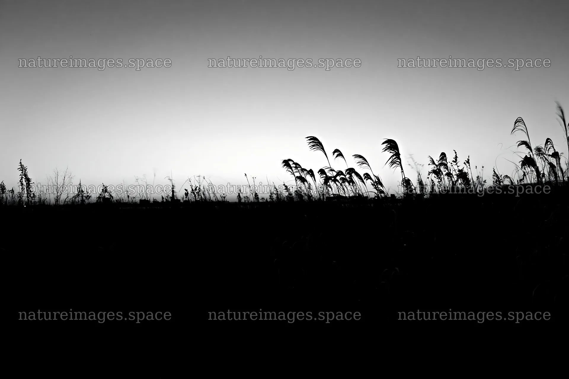Tokyo urban biodiversity meadow with seedheads at sunset – nature images 9722x6480
