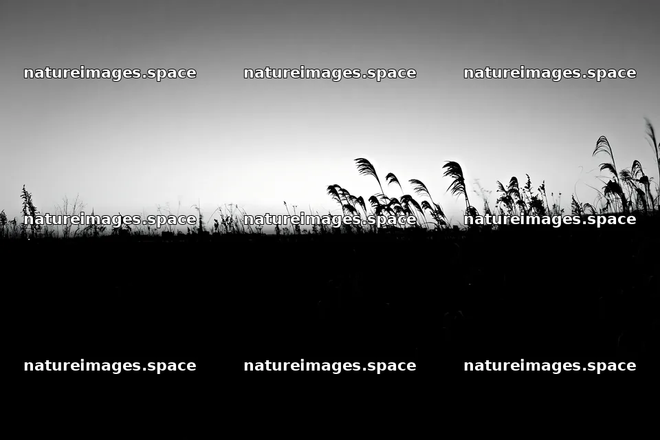 Tokyo urban biodiversity meadow with seedheads at sunset – nature images 9722x6480