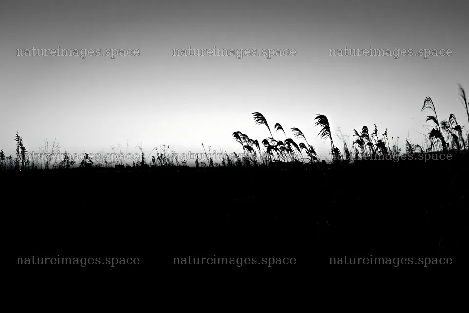 Tokyo urban biodiversity meadow with seedheads at sunset – nature images 9722x6480