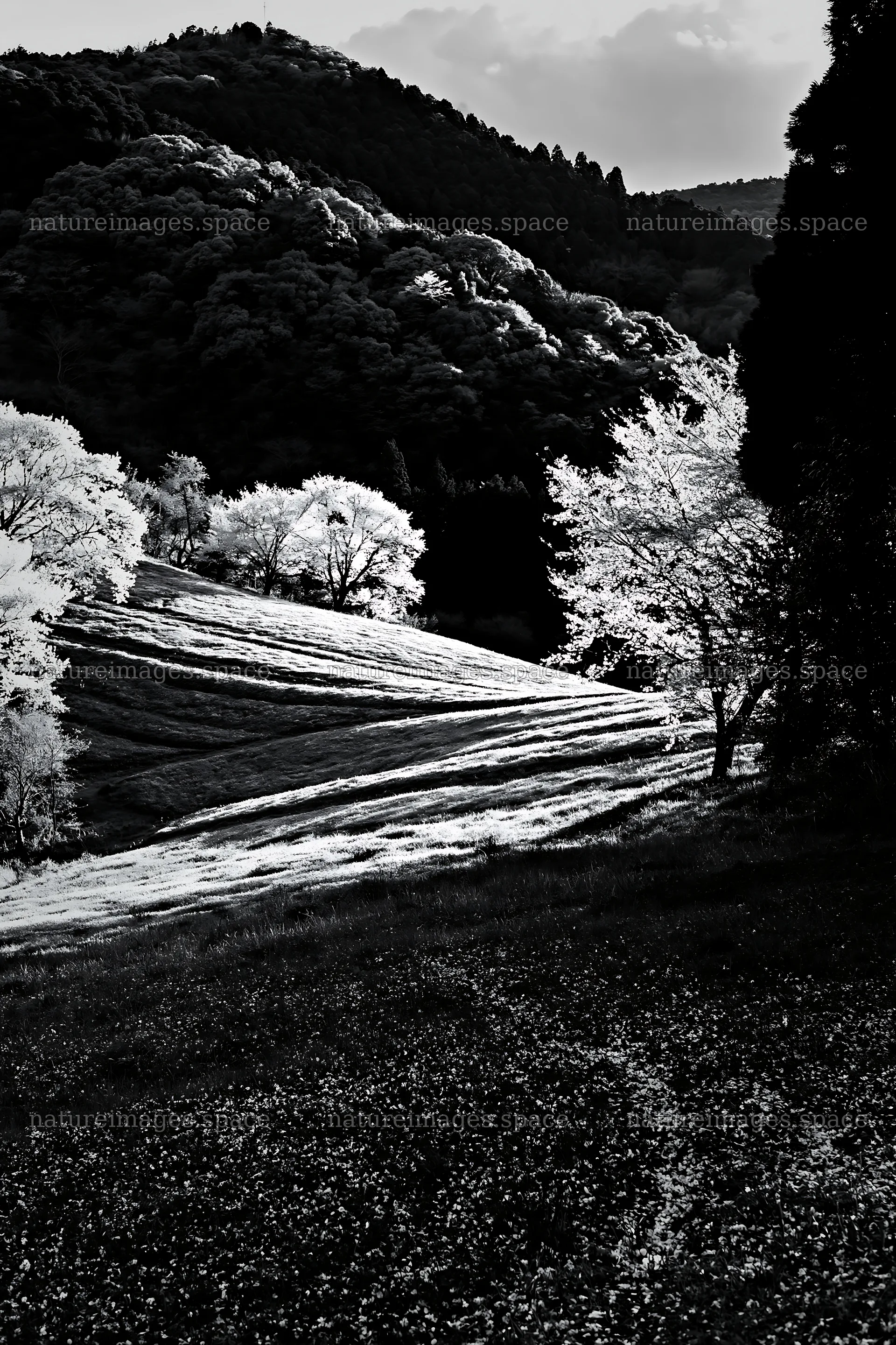 Fallen blossoms on a meadow in Fukuoka during spring – nature images 6480x9722