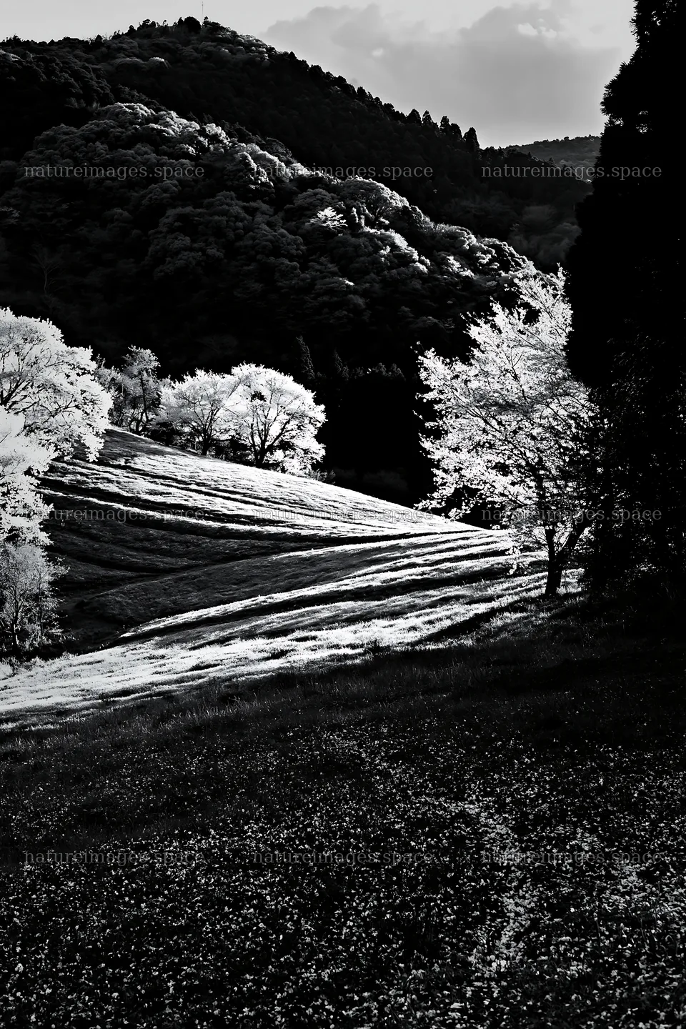 Fallen blossoms on a meadow in Fukuoka during spring – nature images 6480x9722