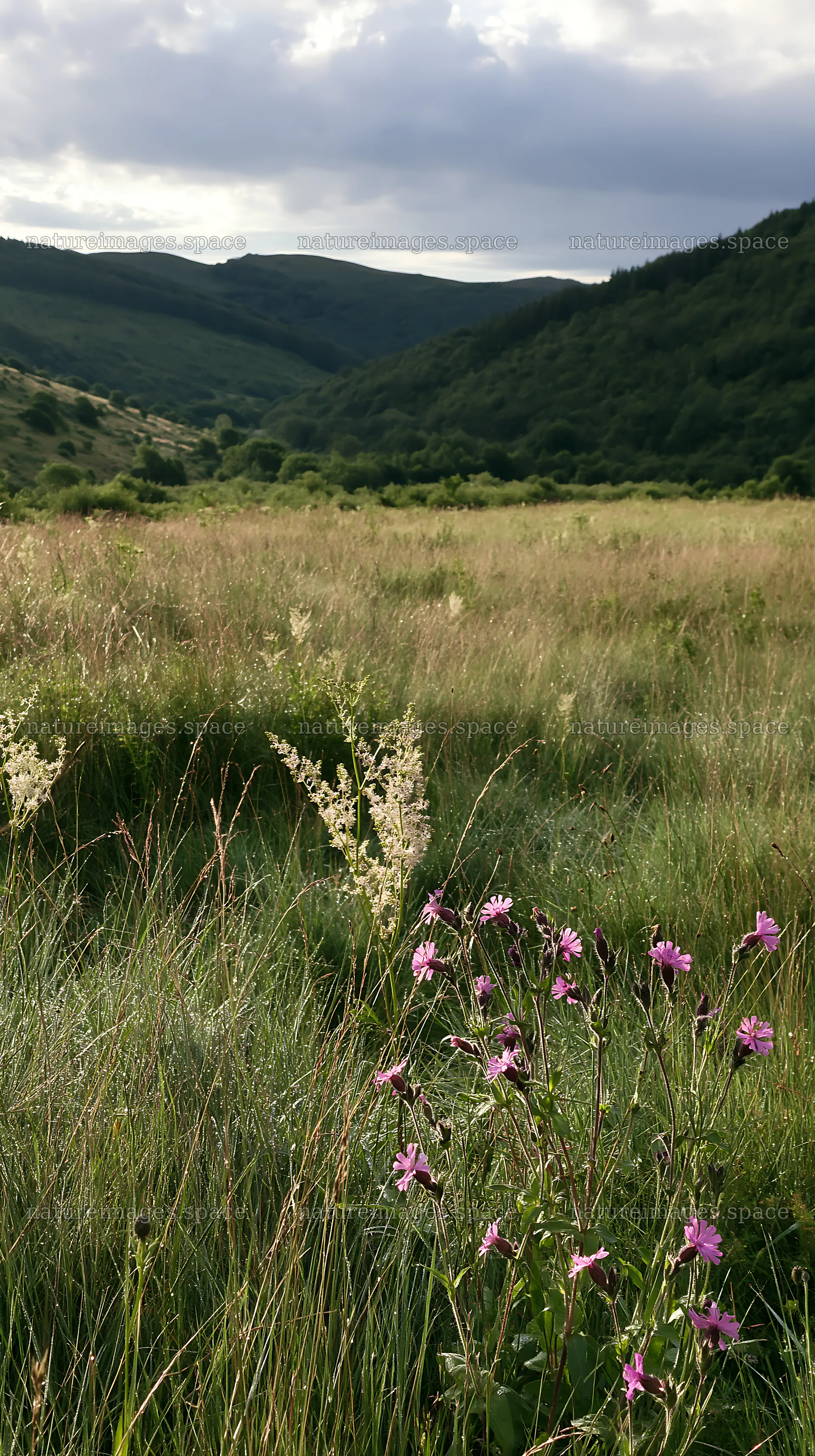 Cloudy foothill meadow with wildflowers in green landscape – nature images 5938x10608