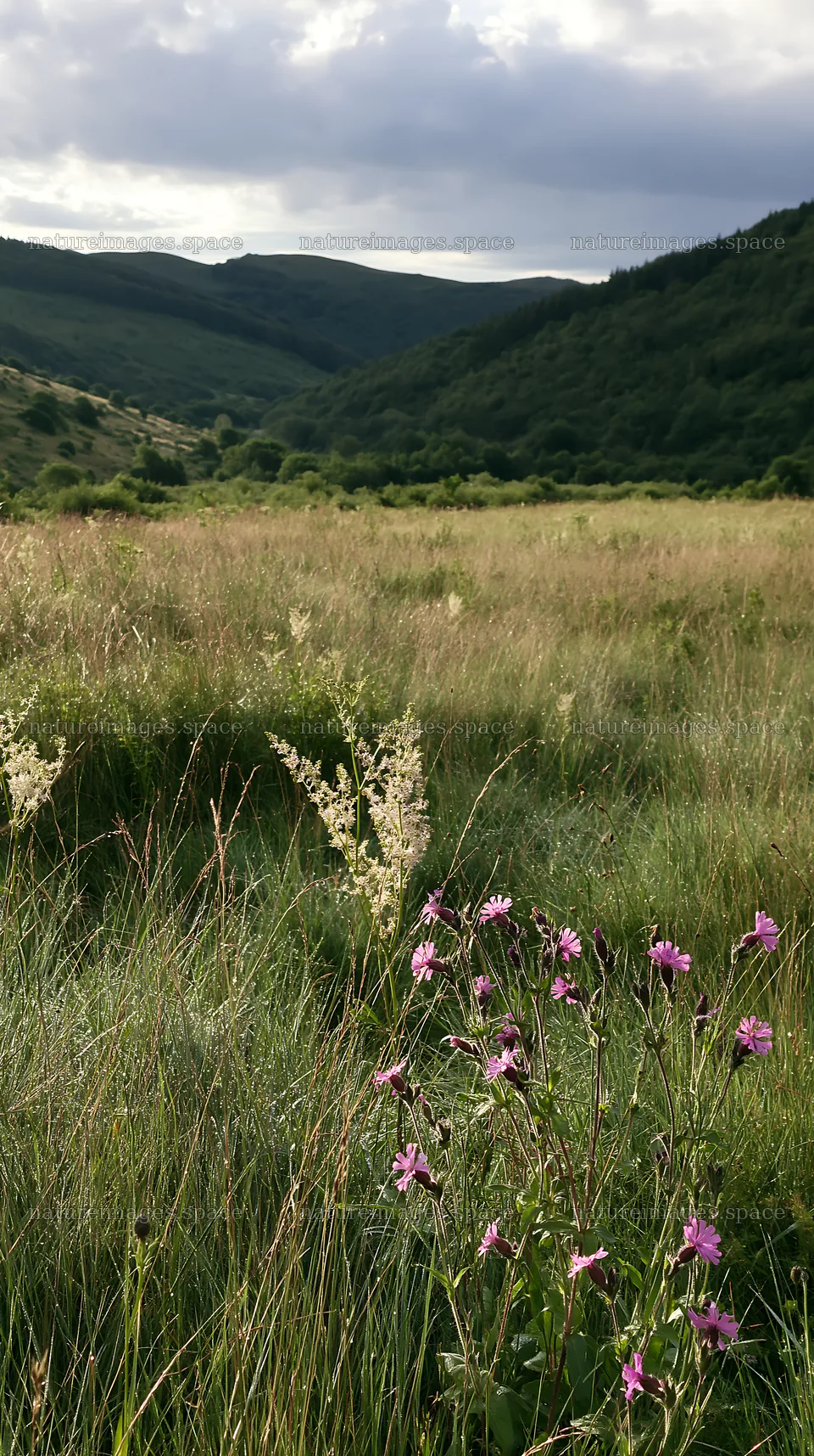 Cloudy foothill meadow with wildflowers in green landscape – nature images 5938x10608