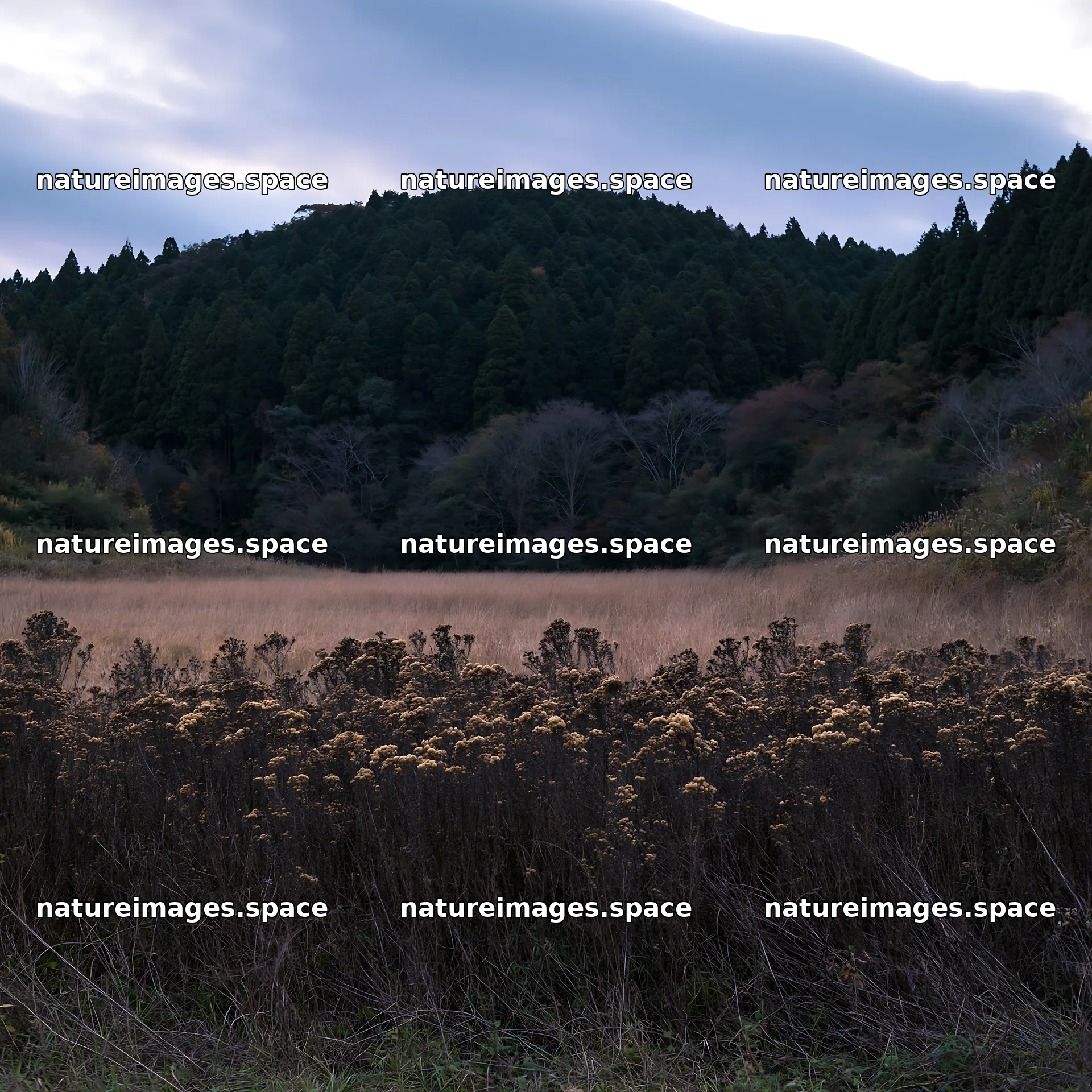 Ehime twilight meadow with dry seedheads – nature images 7938x7938