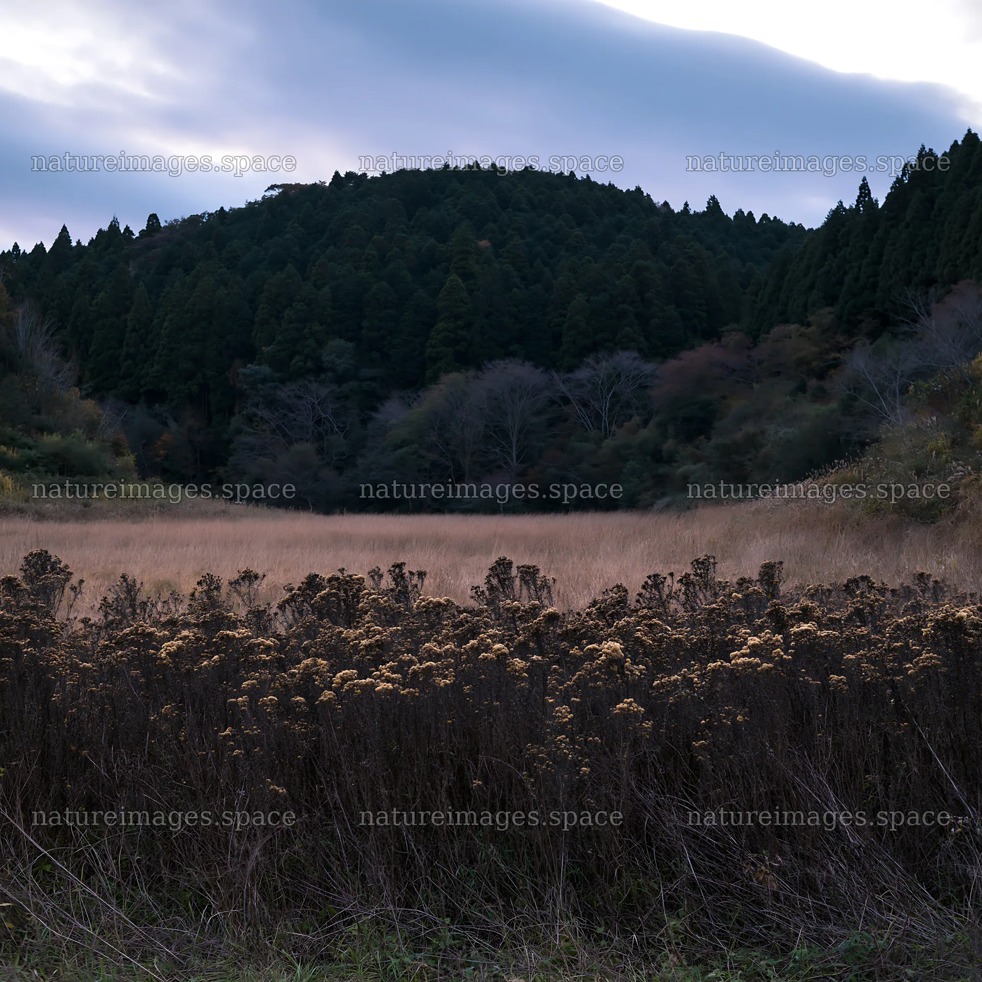 Ehime twilight meadow with dry seedheads – nature images 7938x7938