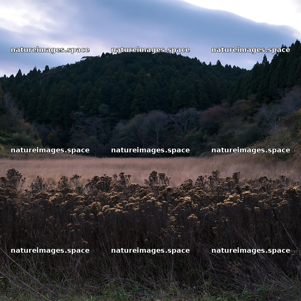Ehime twilight meadow with dry seedheads – nature images 7938x7938
