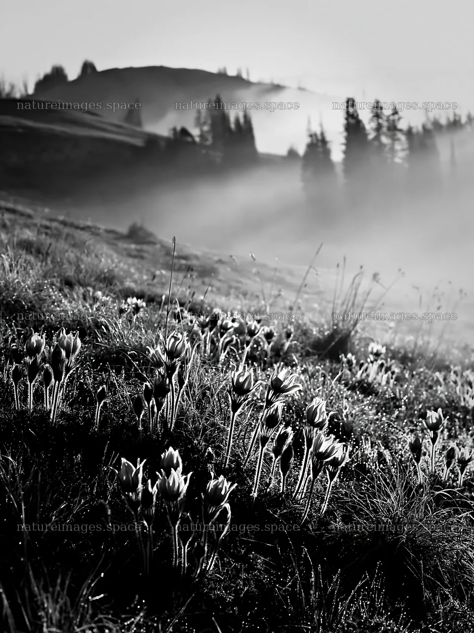 Sunny limestone meadow with warm grasses and blooming flowers – nature images 6866x9174