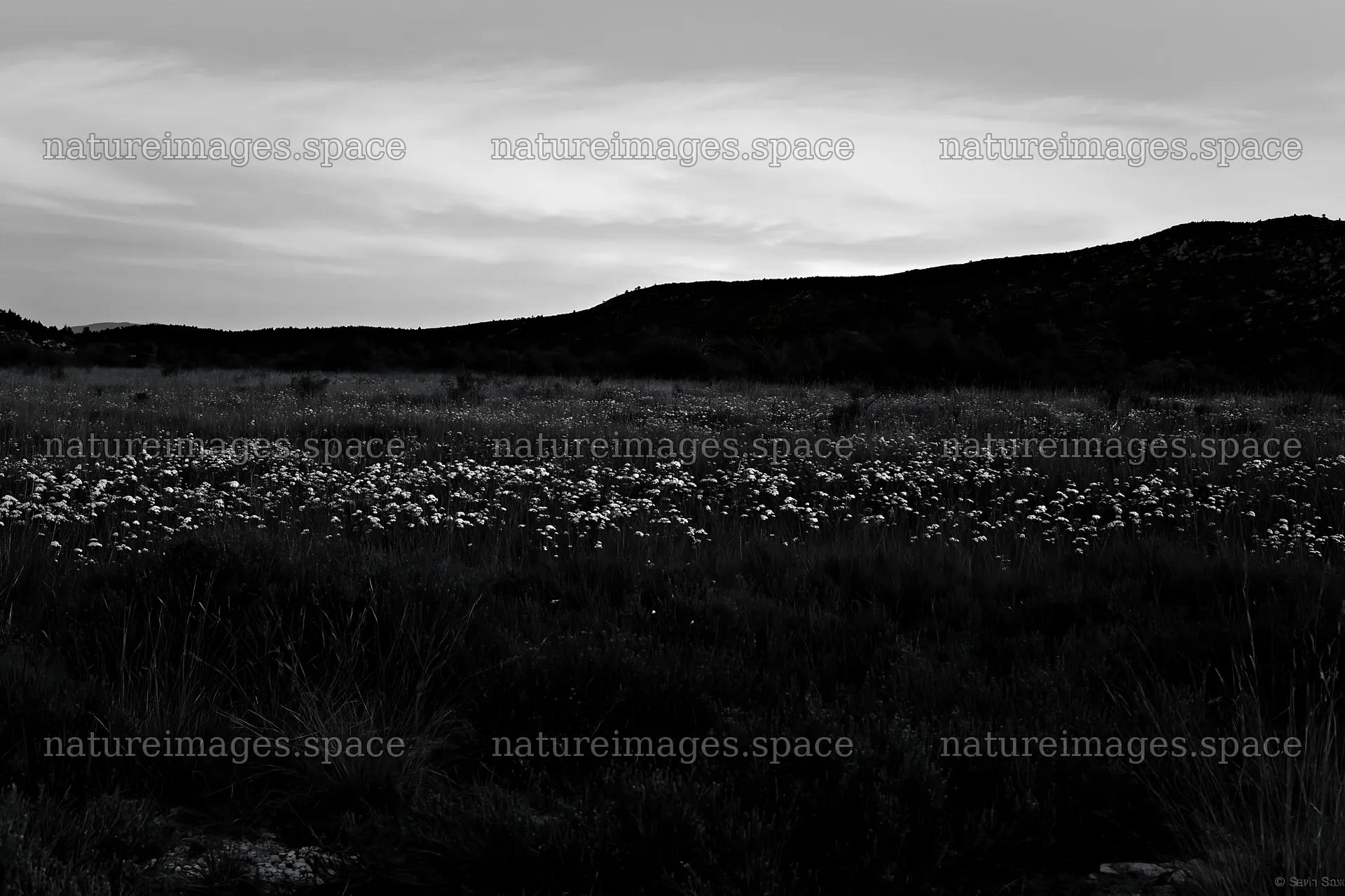 Yarrow meadow bloom at dusk near hills – nature images 9722x6480