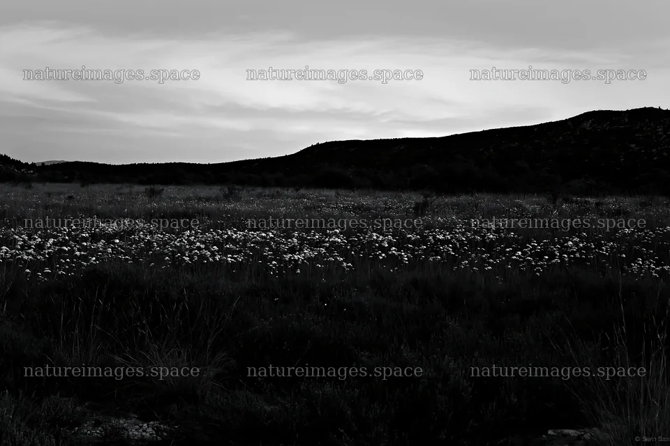 Yarrow meadow bloom at dusk near hills – nature images 9722x6480