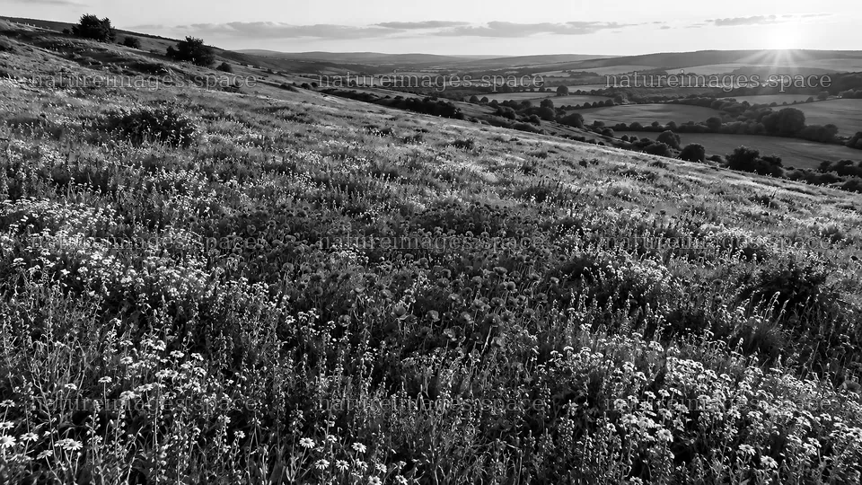 Monochrome Wildflower Meadow on Rolling Hills – nature images 10324x5812