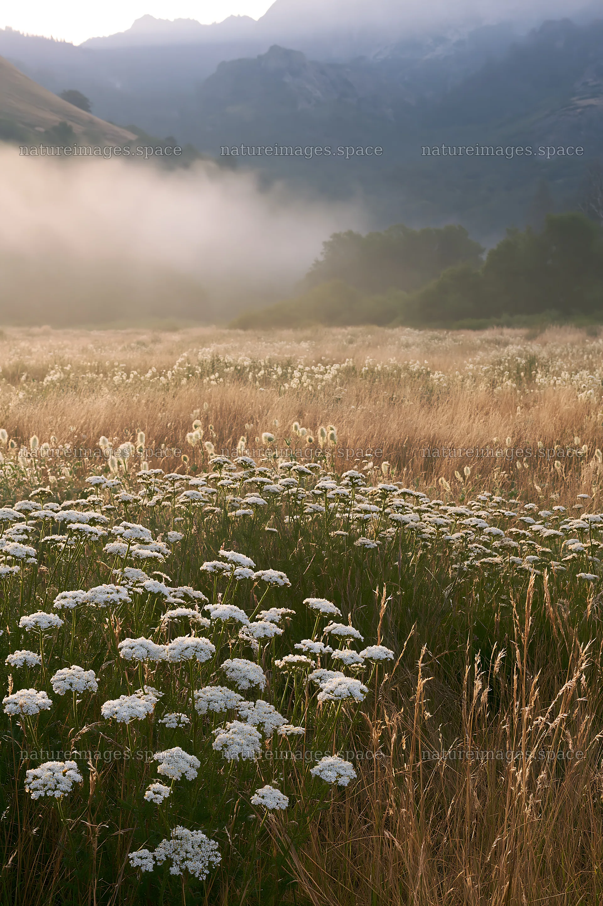 Cloudy foothill meadow with wildflowers and mist – nature images 6480x9722