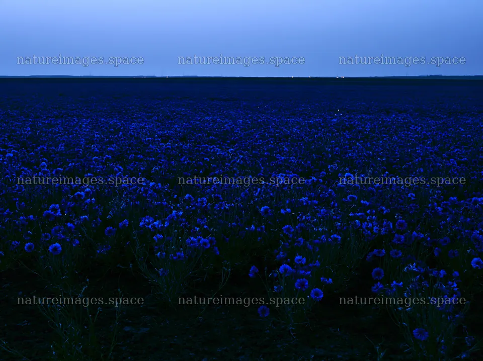 Cornflower meadow at dusk with blue flowers in field – nature images 9174x6866