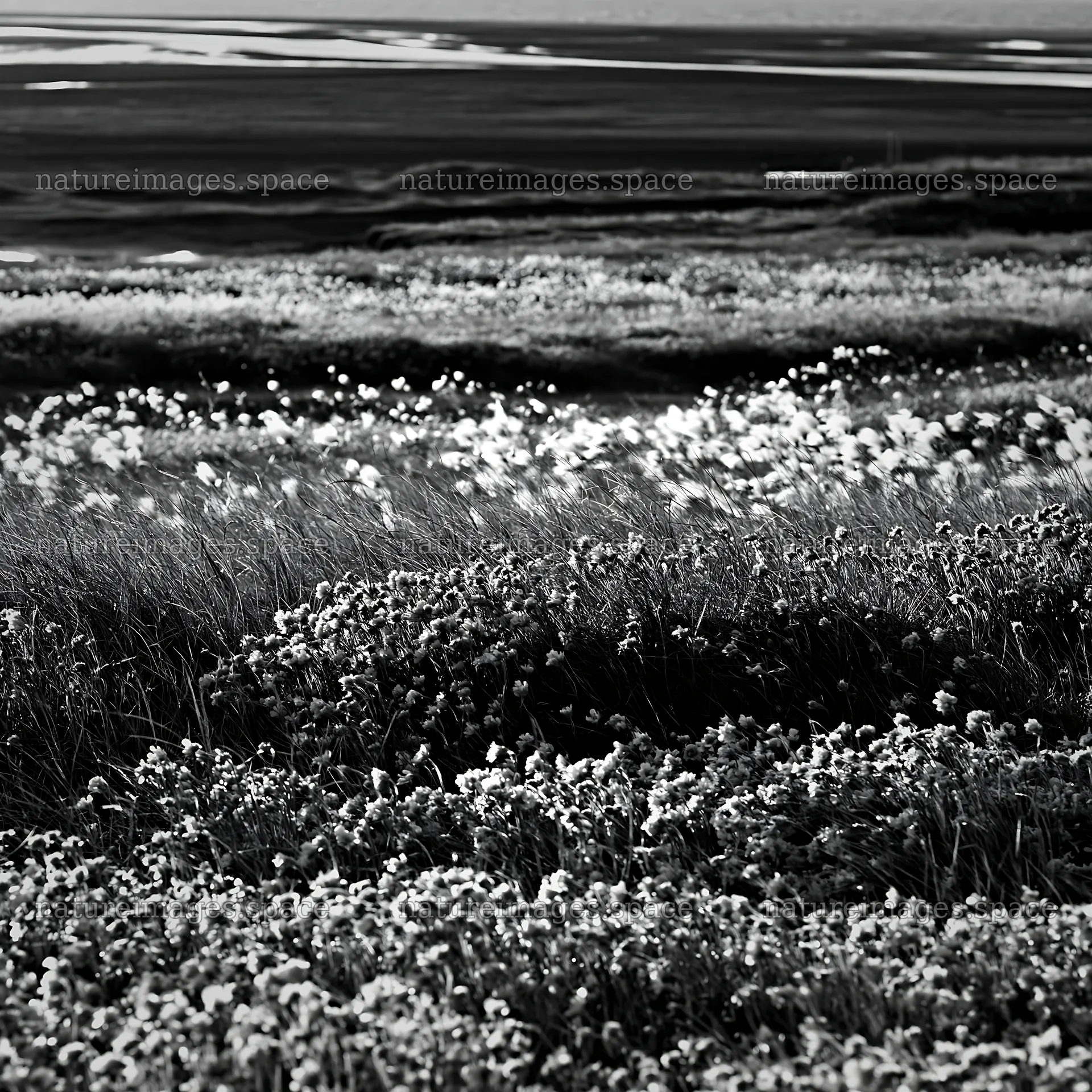 Regenerative meadow with bright flowers in black and white – nature images 7938x7938