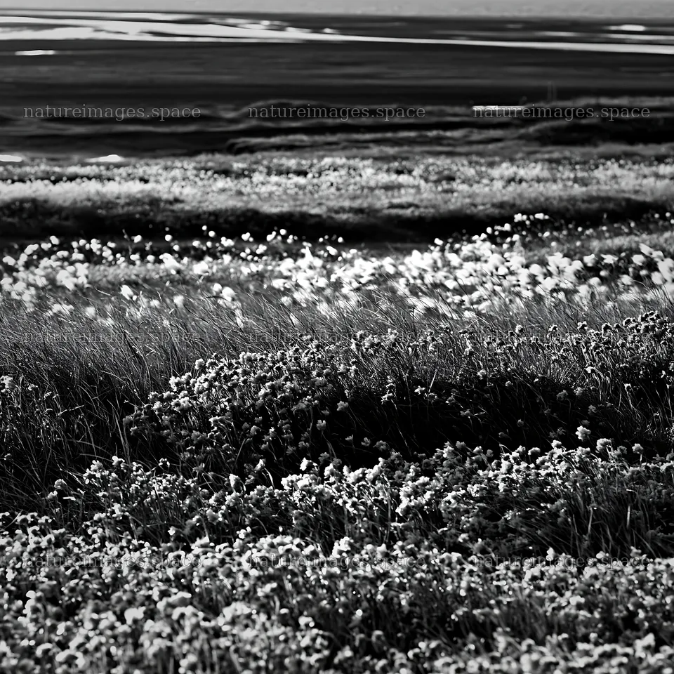 Regenerative meadow with bright flowers in black and white – nature images 7938x7938