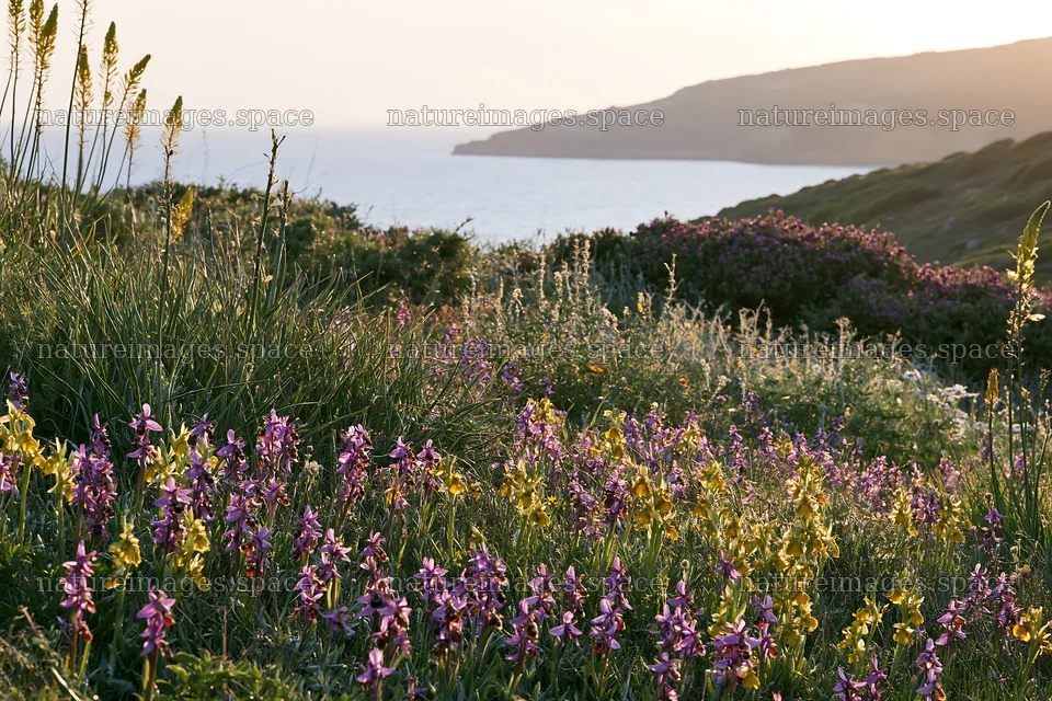Colorful orchid meadow by the coast during sunset – nature images 9722x6480