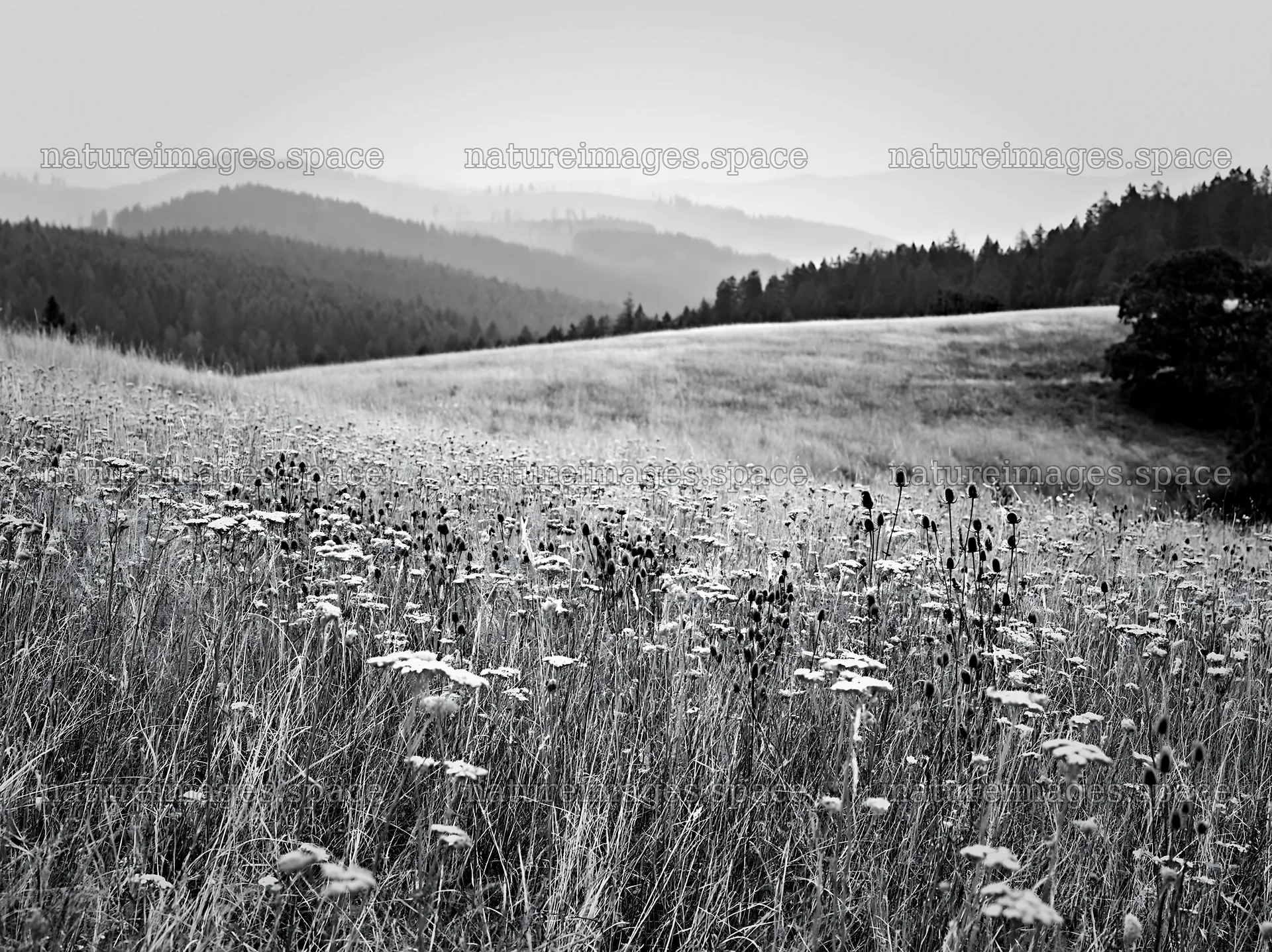 Meadow with wildflowers in German foothills during daytime – nature images 9174x6866
