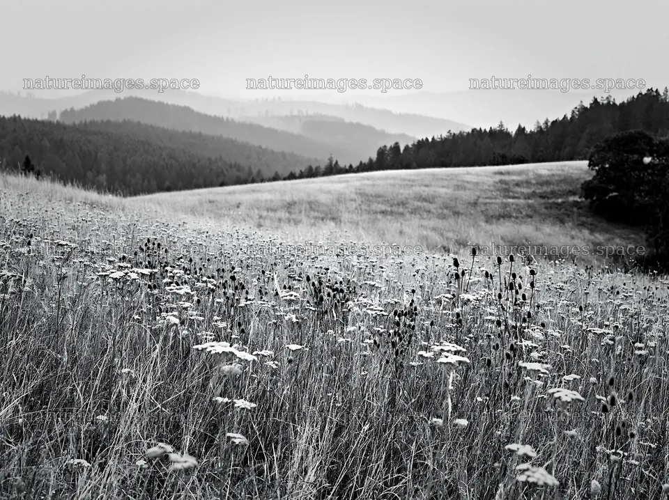 Meadow with wildflowers in German foothills during daytime – nature images 9174x6866