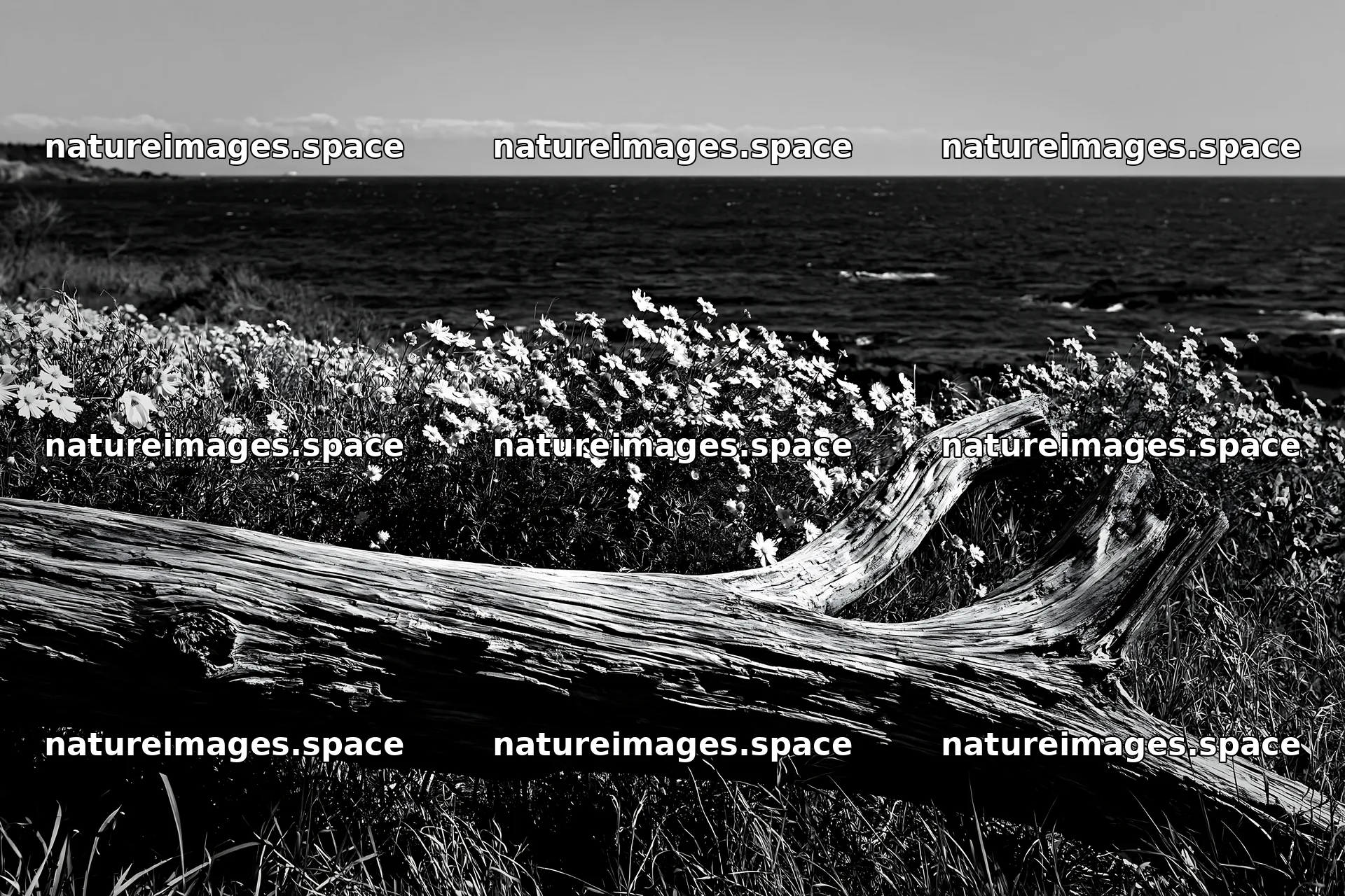 Chiba coastal climate meadow with driftwood and flowers – nature images 9722x6480