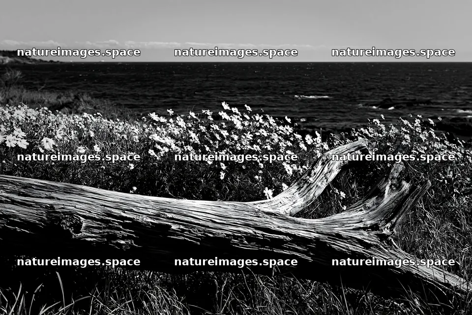 Chiba coastal climate meadow with driftwood and flowers – nature images 9722x6480