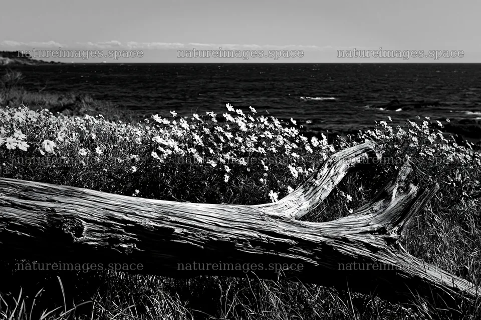Chiba coastal climate meadow with driftwood and flowers – nature images 9722x6480