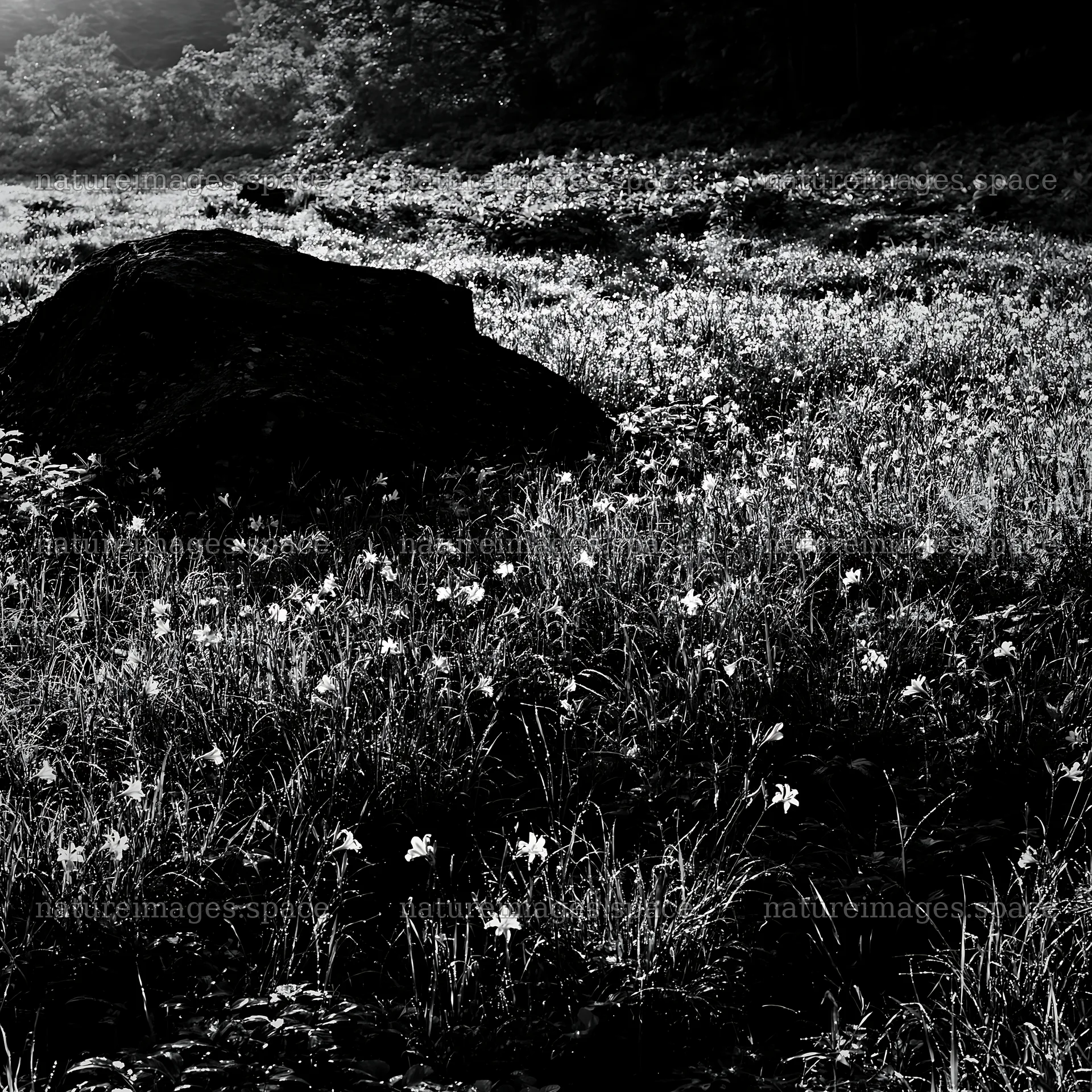 Aomori meadow with boulder during daylight – nature images 7938x7938