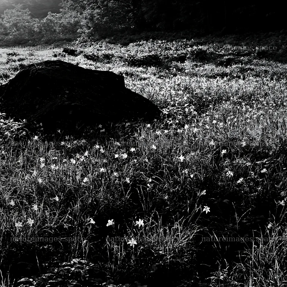 Aomori meadow with boulder during daylight – nature images 7938x7938