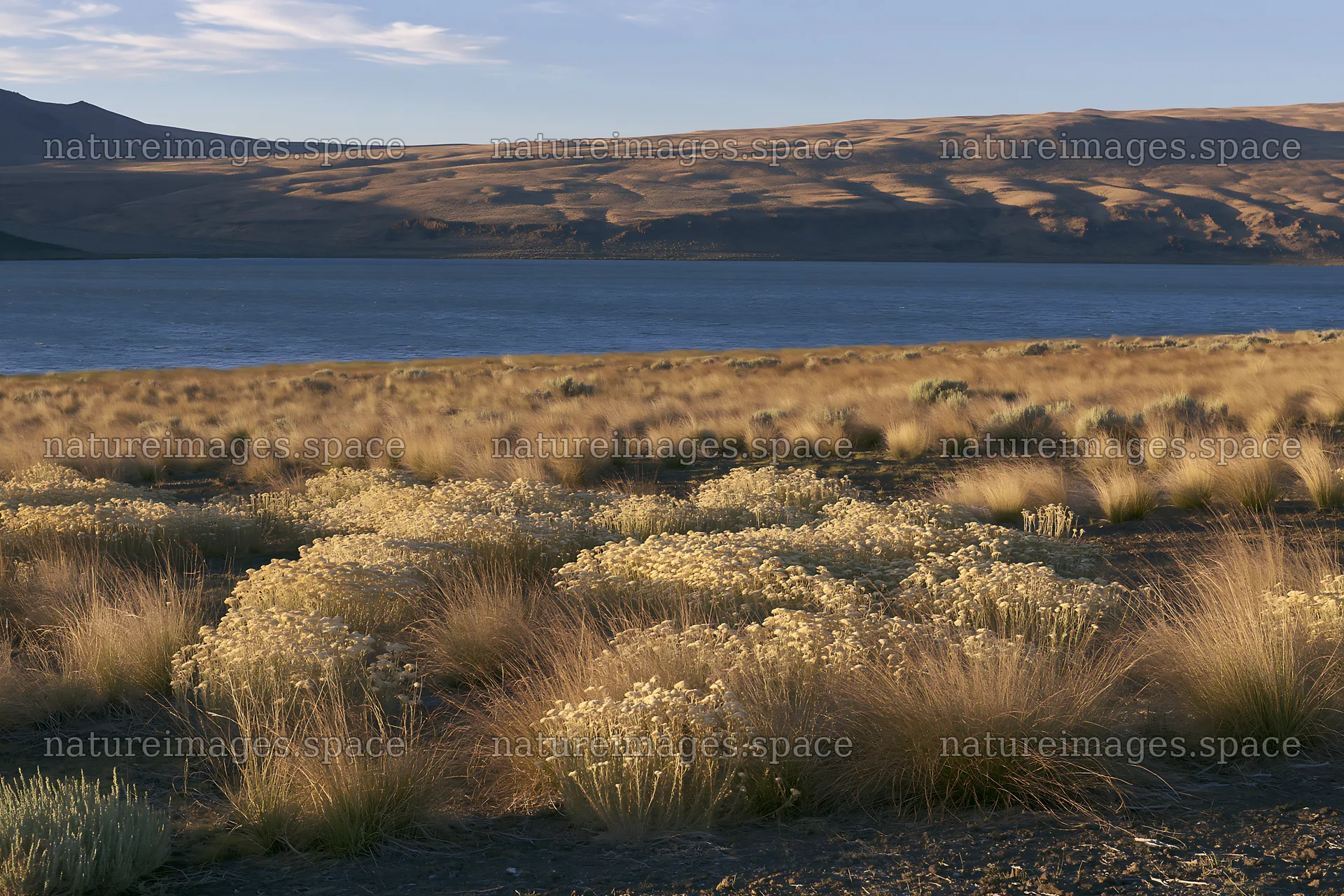 Sunlit lakeside meadow with grassy landscape and clear water – nature images 9722x6480