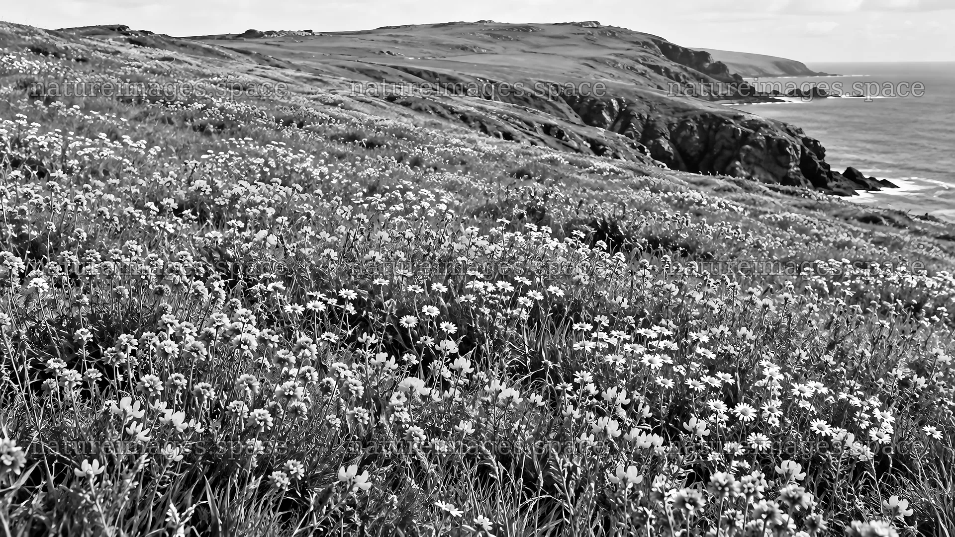 Wildflowers Cover a Monochrome Coastal Headland – nature images 10324x5812