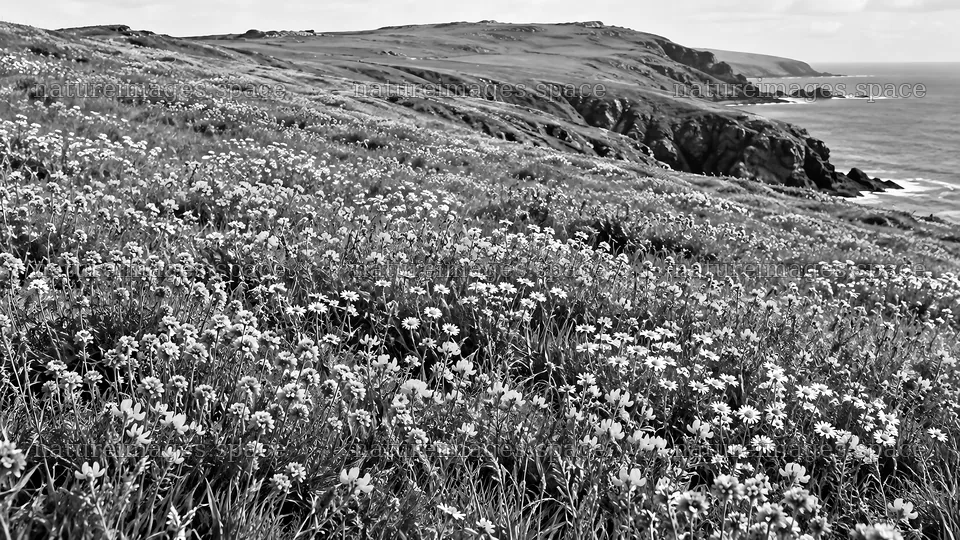 Wildflowers Cover a Monochrome Coastal Headland – nature images 10324x5812