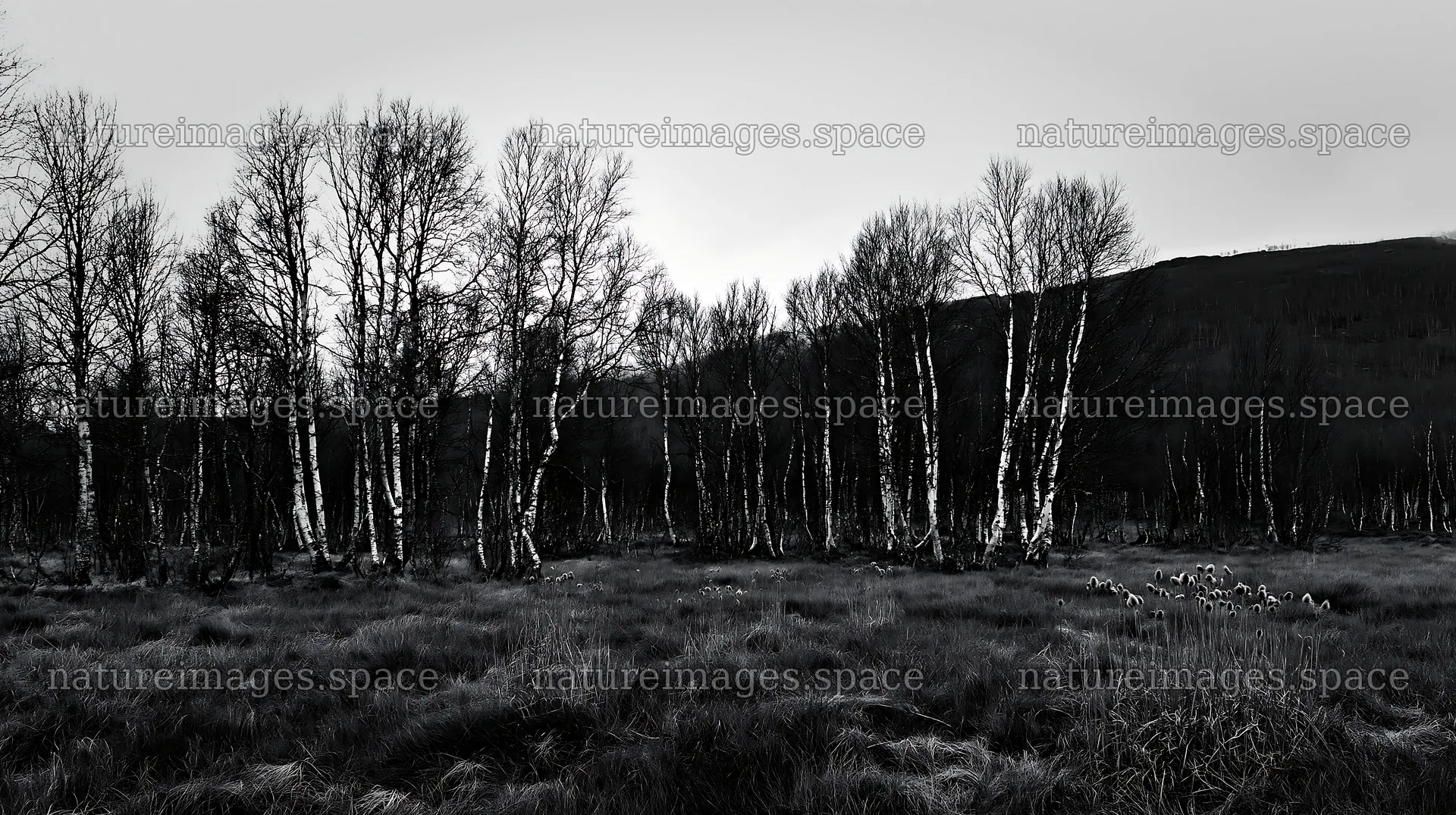 Birch trees in a meadow surrounded by a forest – nature images 10608x5938