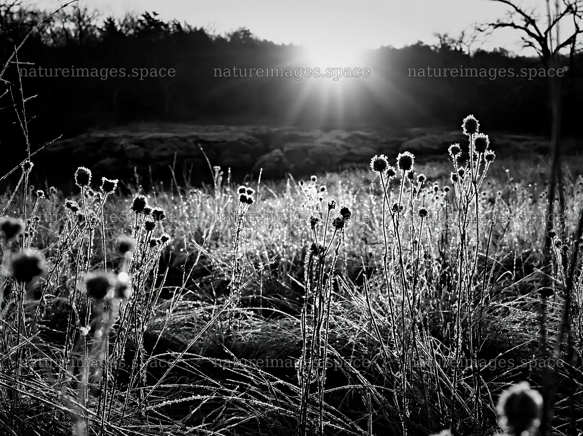 Frosty meadow at sunrise with flowers and sunlight – nature images 9174x6866