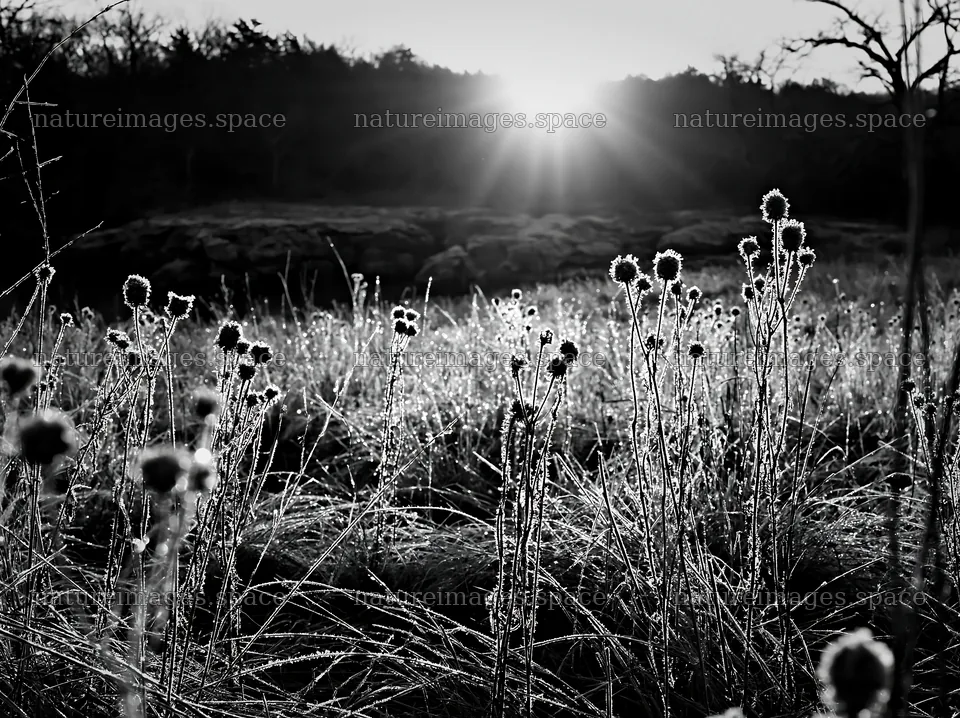 Frosty meadow at sunrise with flowers and sunlight – nature images 9174x6866