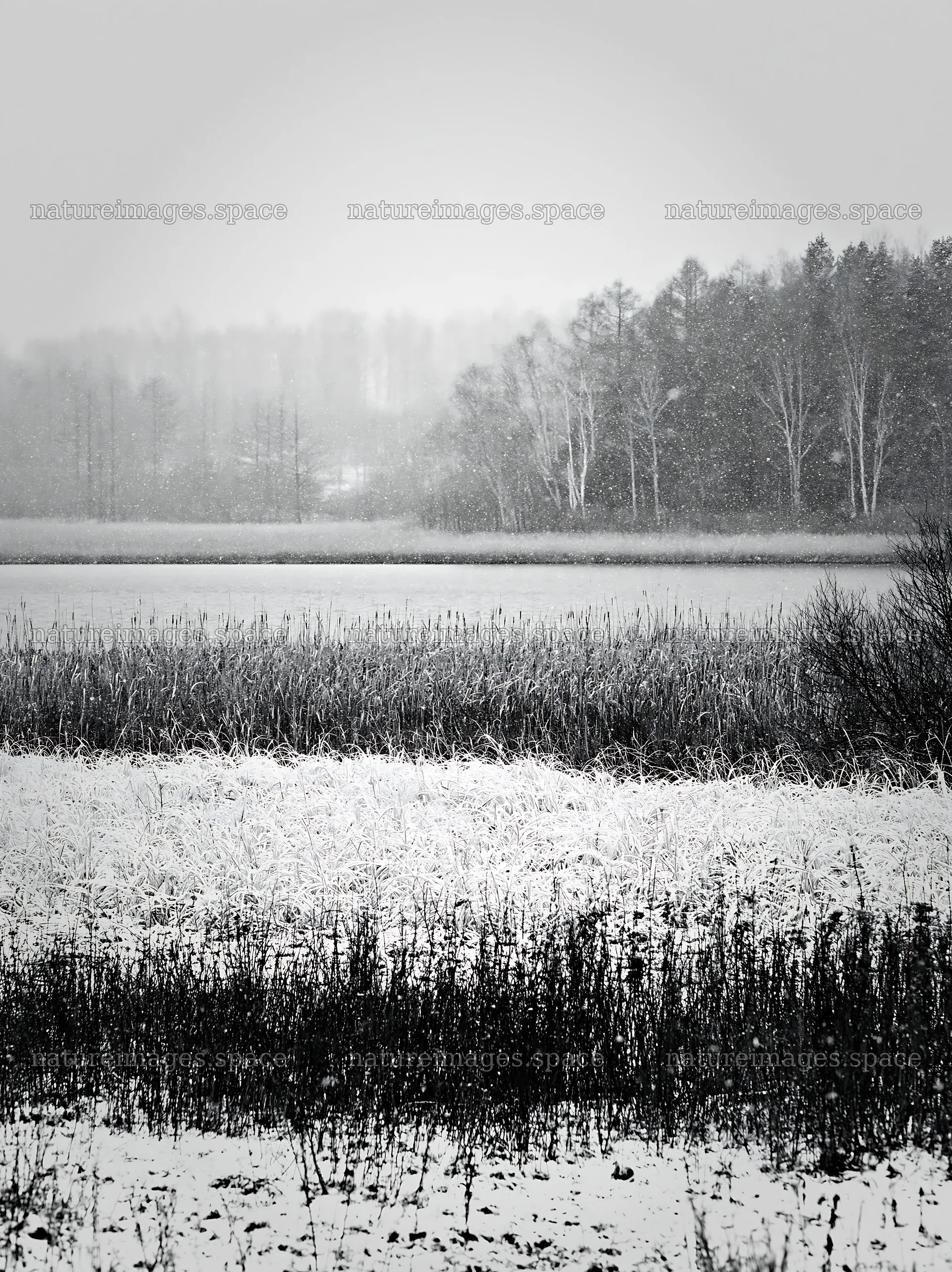 Lakeside meadow covered with snow during winter in black and white – nature images 6866x9174