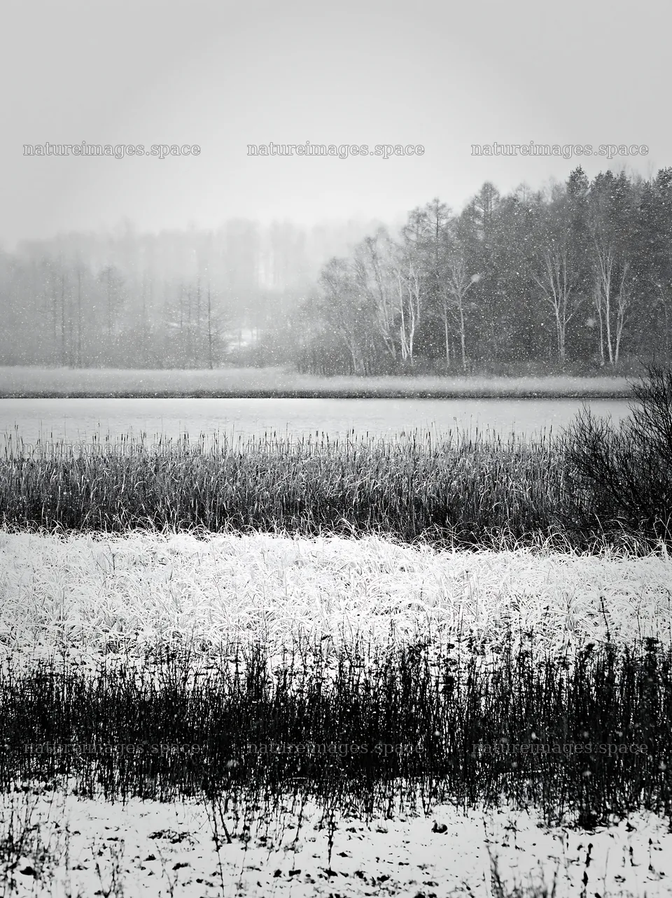 Lakeside meadow covered with snow during winter in black and white – nature images 6866x9174